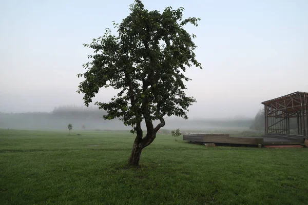 Einsamer Baum in malerischer Landschaft an einem nebligen Morgen im Sonnenaufgang. einzelner Baum im Nebel. — Stockfoto