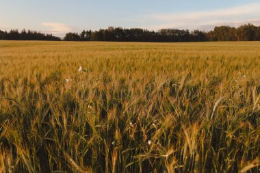 Kırsalda yeşil tarlaların büyüdüğü yaz manzarası