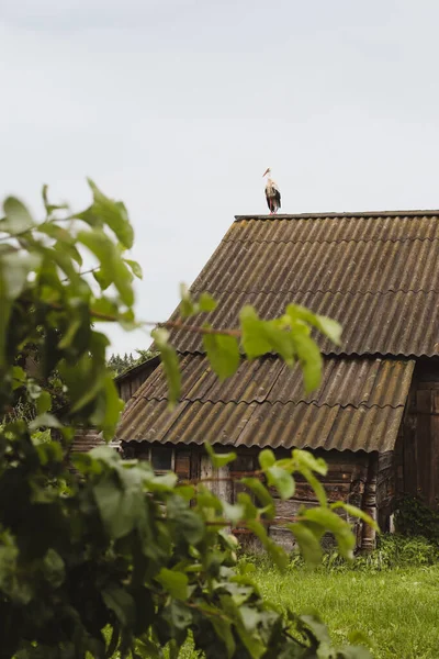 Cigogne sur le toit d'une maison en bois dans le village — Photo