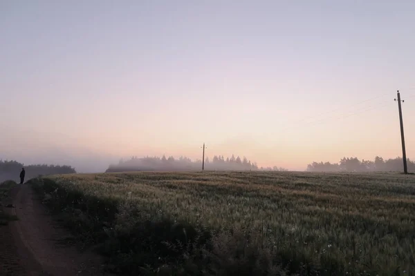 Atmosphärisch nebeliges Wiesenfeld und Sommerlandschaft bei Sonnenaufgang — Stockfoto