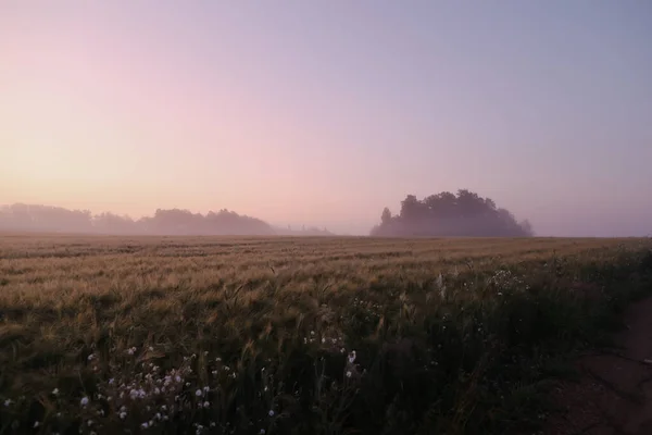 Campo pintoresco y paisaje paisajístico al amanecer en verano — Foto de Stock