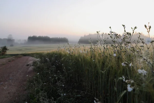 Campo pintoresco y paisaje paisajístico al amanecer en verano — Foto de Stock