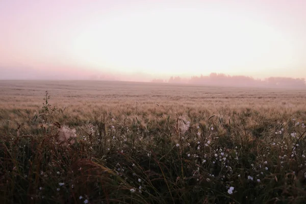 Campo de prado escénico atmosférico y paisaje de verano al amanecer — Foto de Stock