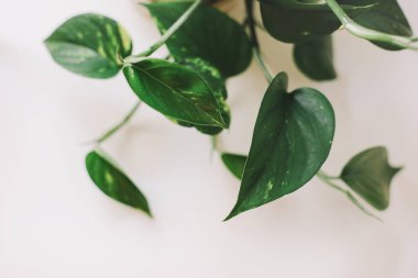  Beyaz arka planda büyük yeşil yapraklı dekoratif bir bitki.