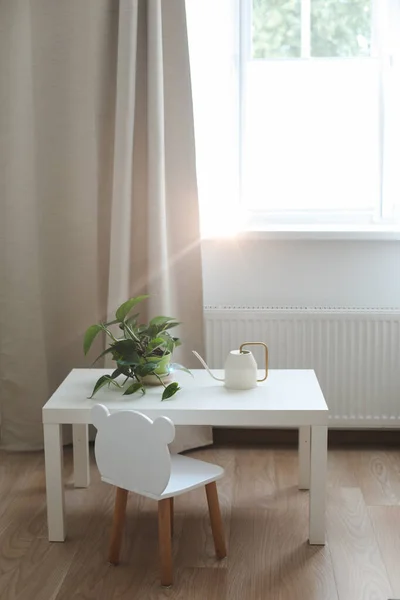 Dekorative Zimmerpflanze im Topf mit Gießkanne im Inneren eines gemütlichen, hellen Wohnzimmers — Stockfoto