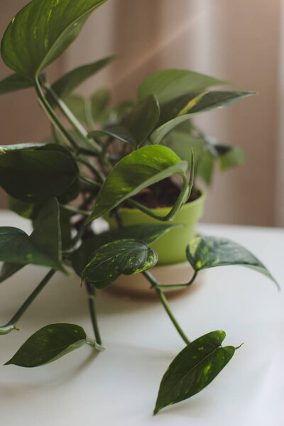  decorative indoor plant with big green leaves on white background