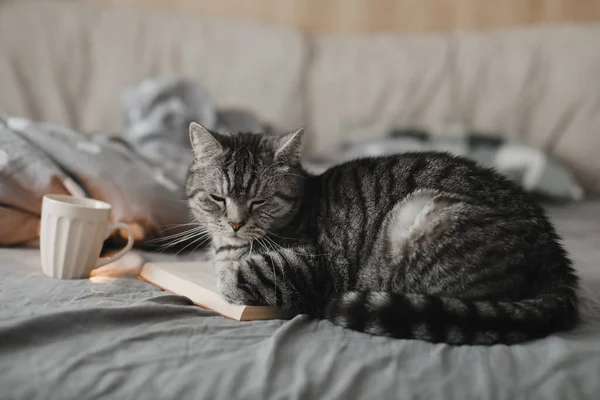 Śmieszne szkocki tak kot leżący w w łóżko z w książka — Zdjęcie stockowe