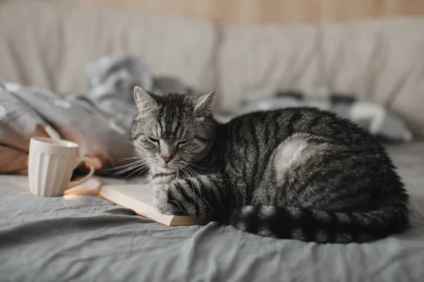 Funny scottish straight cat lying in a bed with a book — Stock Photo, Image