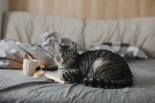 有趣的苏格兰纯正的猫躺在床上看书 — 图库照片
