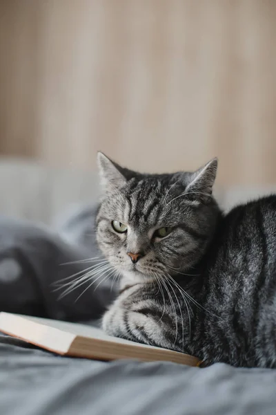 Αστεία σκωτσέζικη στρέιτ γάτα ξαπλωμένη στο κρεβάτι με ένα βιβλίο — Φωτογραφία Αρχείου