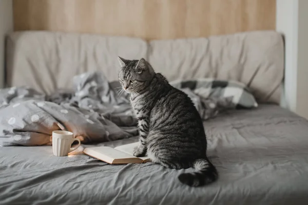 本を持ったベッドに猫がいて — ストック写真