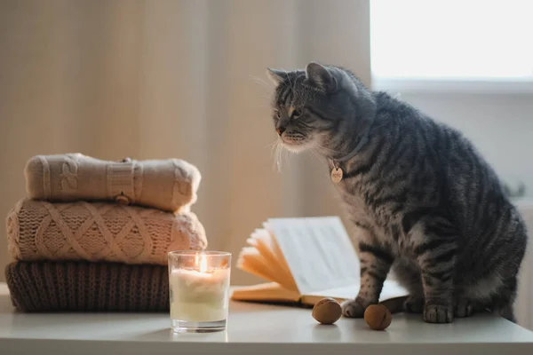 Komik bir kedi, mum, kitap ve süveter ile sıcak ev atmosferi