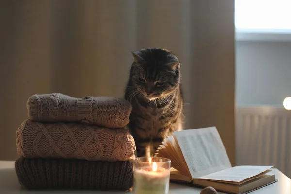 Atmosphère confortable à la maison avec un chat drôle, bougie, livre et chandails — Photo