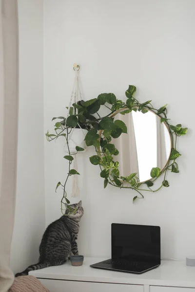 Lustige Katze und stilvolle Innendetails des Arbeitsplatzes mit einem Laptop auf dem Tisch und einem runden Spiegel mit einer Pflanze darüber — Stockfoto