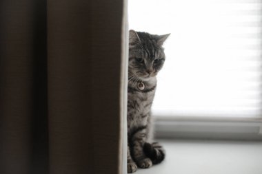 Sıcak bir evin içinde komik bir kedi