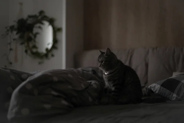 Gato engraçado em uma cama acolhedora em casa — Fotografia de Stock