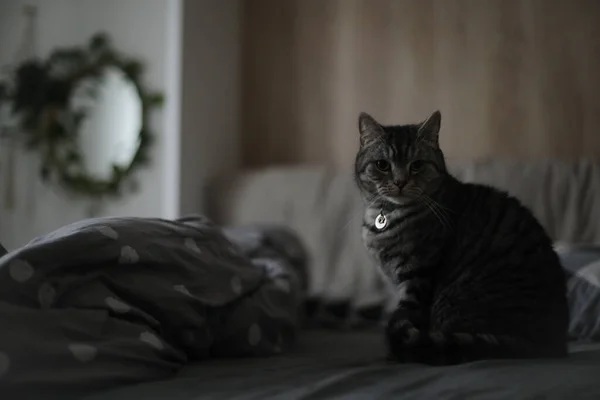 Chat drôle dans un lit confortable à la maison — Photo