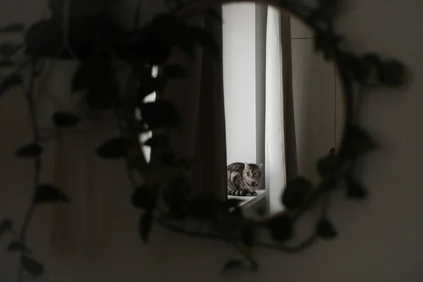 Divertente gatto in un accogliente interno della casa — Foto Stock