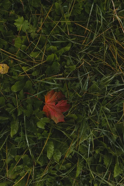 Gouttes de pluie sur l'herbe verte, texture naturelle pour le fond — Photo