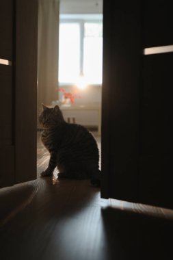 Sıcak bir ev içinde komik bir kedi, rahat bir ev atmosferi.