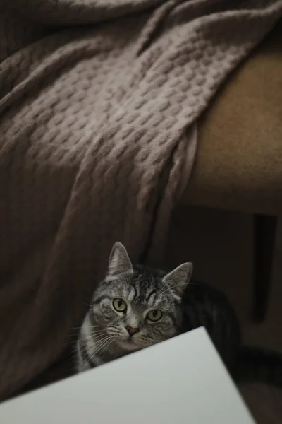 아늑 한 집안의 아늑하고 아늑 한 가정 분위기에서 재미있는 고양이 — 스톡 사진