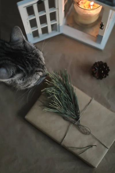 Rolig katt och en julklapp i hantverk papper, ljus, tall kvist och kottar ovanifrån — Stockfoto