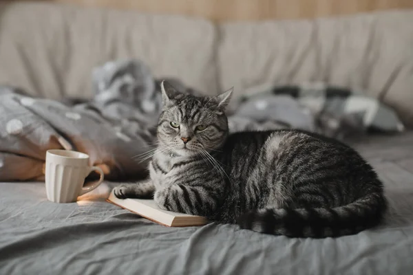 Engraçado escocês em linha reta gato deitado em uma cama com um livro, aconchegante casa atmosfera — Fotografia de Stock