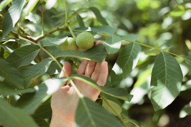 Green unripe walnuts hang on a branch. Green leaves and unripe walnut. Fruits of a walnut.