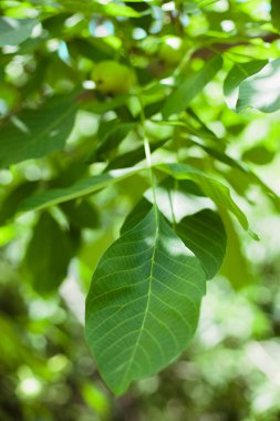 Green unripe walnuts hang on a branch. Green leaves and unripe walnut. Fruits of a walnut.