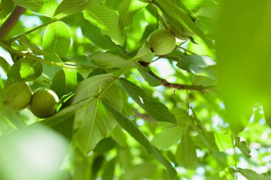 Green unripe walnuts hang on a branch. Green leaves and unripe walnut. Fruits of a walnut.