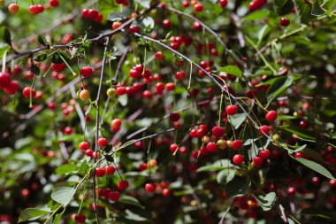 fruits an unripe cherry is hanging on a tree