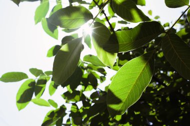 walnut tree leaves in the sun