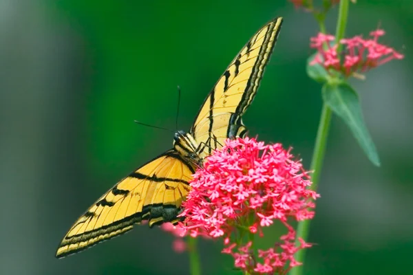 Tigre Coda Rondine Farfalla — Foto Stock