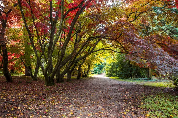 Herbstbaumallee Mit Bunten Blättern Park — Stockfoto