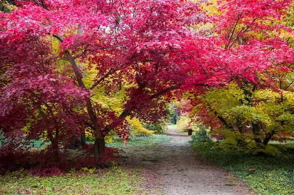 Allée Des Arbres Automne Avec Des Feuilles Colorées Dans Parc — Photo