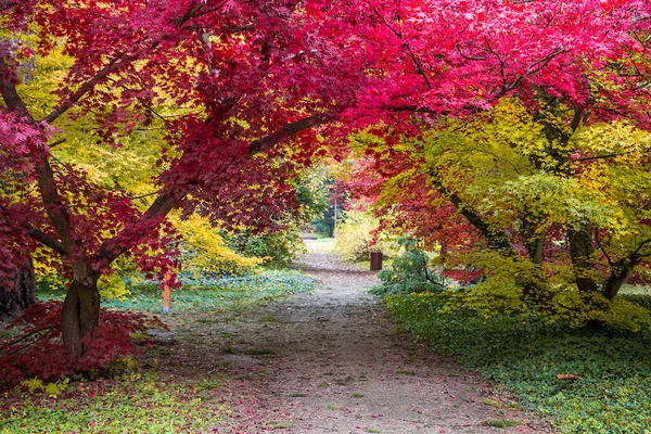 Allée Des Arbres Automne Avec Des Feuilles Colorées Dans Parc — Photo