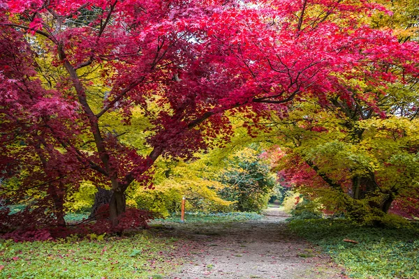 Allée Des Arbres Automne Avec Des Feuilles Colorées Dans Parc — Photo