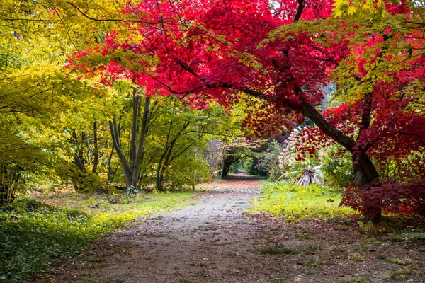 Allée Des Arbres Automne Avec Des Feuilles Colorées Dans Parc — Photo