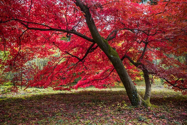 Herbstbaumallee Mit Bunten Blättern Park — Stockfoto