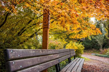 Parkta renkli yaprakları olan sonbahar ağaçları sokağı