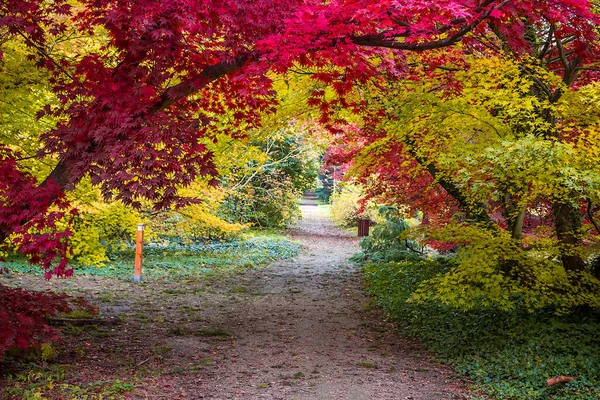 Herbstbaumallee Mit Bunten Blättern Park — Stockfoto