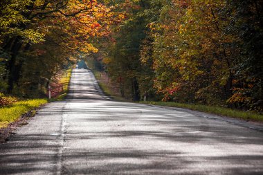 Parkta renkli yaprakları olan sonbahar ağaçları sokağı
