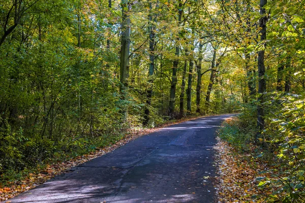 Autumn Trees Alley Colorful Leaves Park — Stock Photo, Image