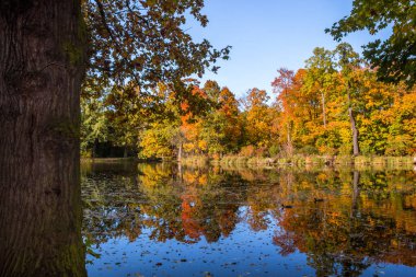 Parkta renkli yaprakları olan sonbahar ağaçları sokağı