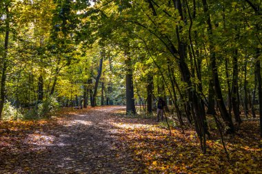 Parkta renkli yaprakları olan sonbahar ağaçları sokağı