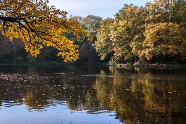 Őszi Fák Sikátora Színes Levelekkel Parkban — Stock Fotó