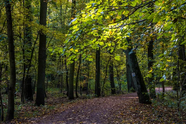 Árvores Outono Beco Com Folhas Coloridas Parque — Fotografia de Stock