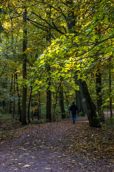 Jesienna Alejka Drzew Kolorowymi Liśćmi Parku — Zdjęcie stockowe
