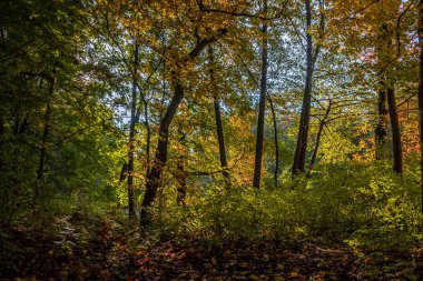 Parkta renkli yaprakları olan sonbahar ağaçları sokağı