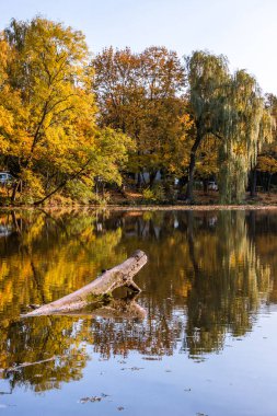 Parkta renkli yaprakları olan sonbahar ağaçları sokağı